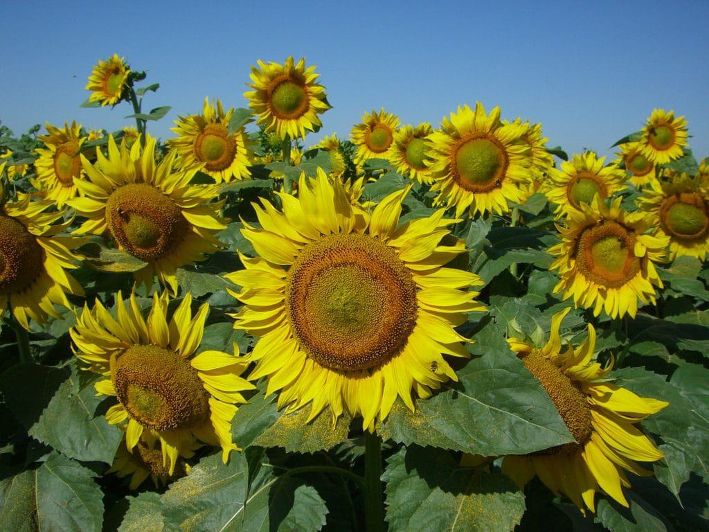 Feed The Birds Sunflowers
