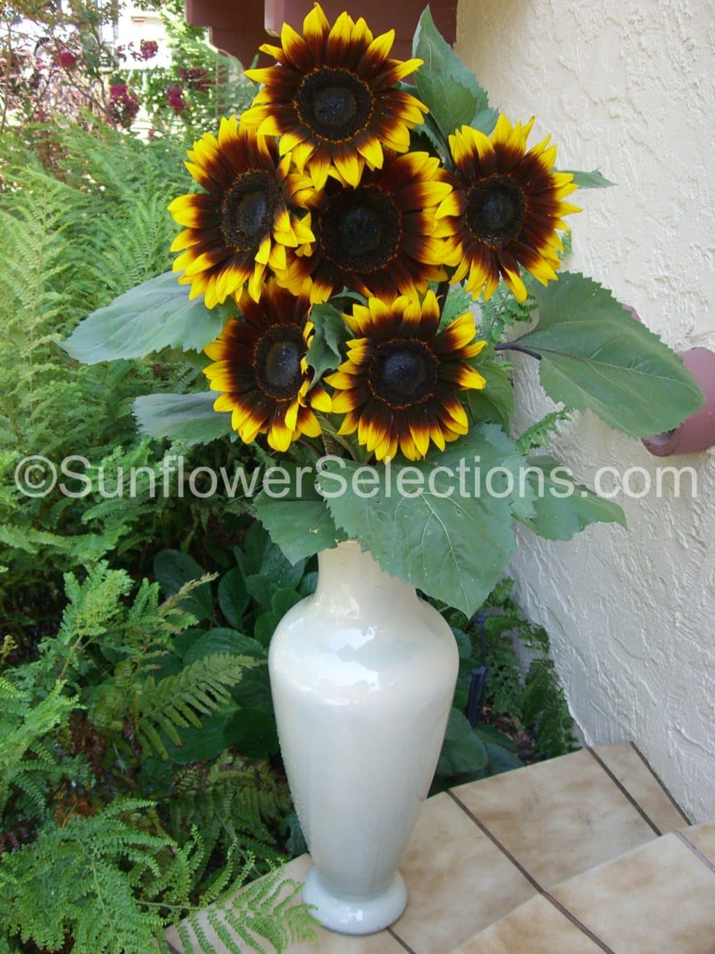 ProCut® BiColor Sunflowers