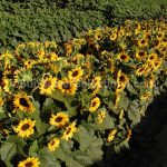 Orange Sunflowers the Orange Hobbit