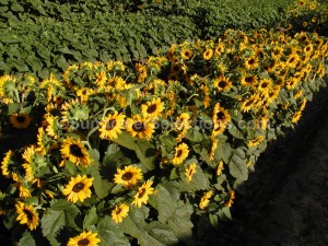 Orange Sunflowers the Orange Hobbit