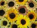 Sunflower Rainbow