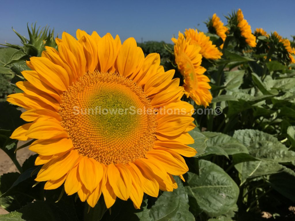 dmr vault lemon lime