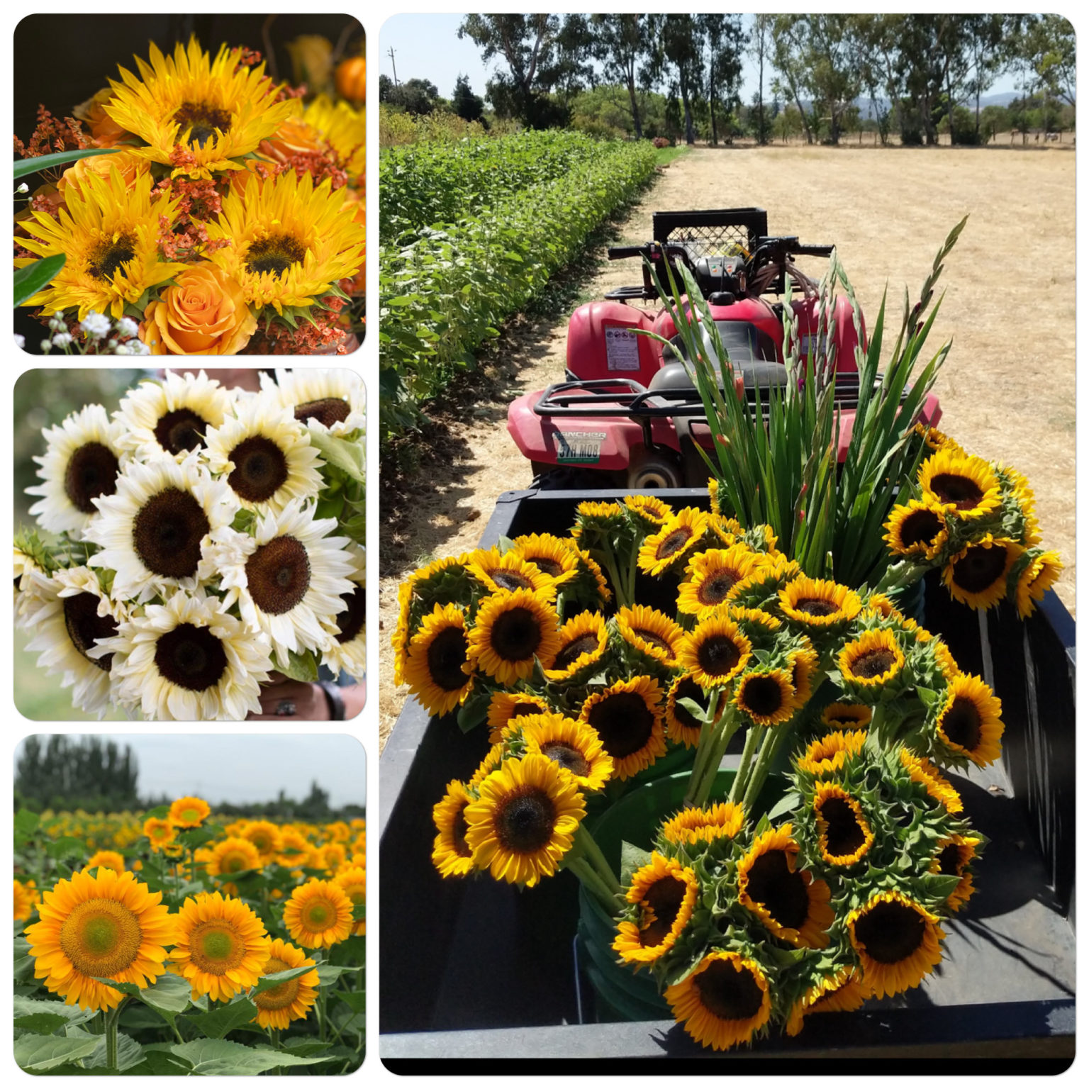 Grow Sunflowers ProCut, garden ornamentals