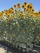 Great SunWall – New in 2026