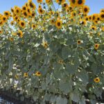 Great SunWall - New in 2026