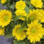 ProCut® Lemon Lite - Green Centers - New in 2026